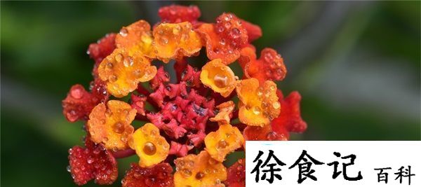 傻大壮长着驴一样的东西